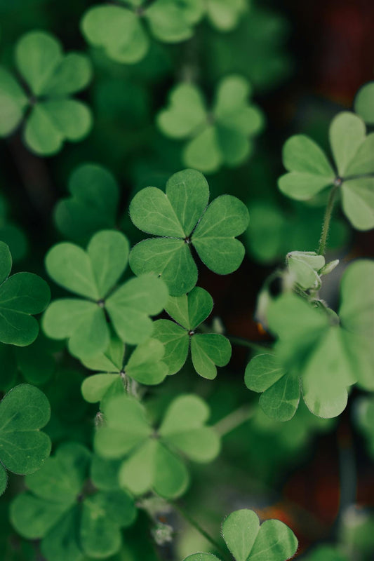 Les 5 Meilleurs Cocktails pour célébrer la st Patrick !